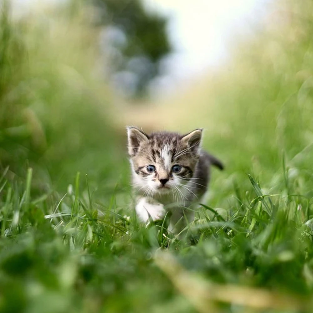 Cat in grass